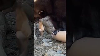 Спрятали обед РОСОМАХИ #shorts