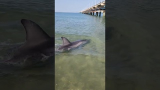 Анапа! Дельфин подкрался незаметно!  Dolphin shocked me!