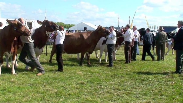 Ayrshire Coos at sunny Ayr Show. May