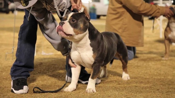 AMERICAN BULLY SHOW VEGAS INVITATIONALS part