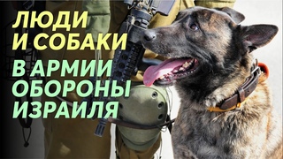 «Собачья служба». Как люди и собаки служат в ЦАХАЛе / Конкурс собачьих фото!