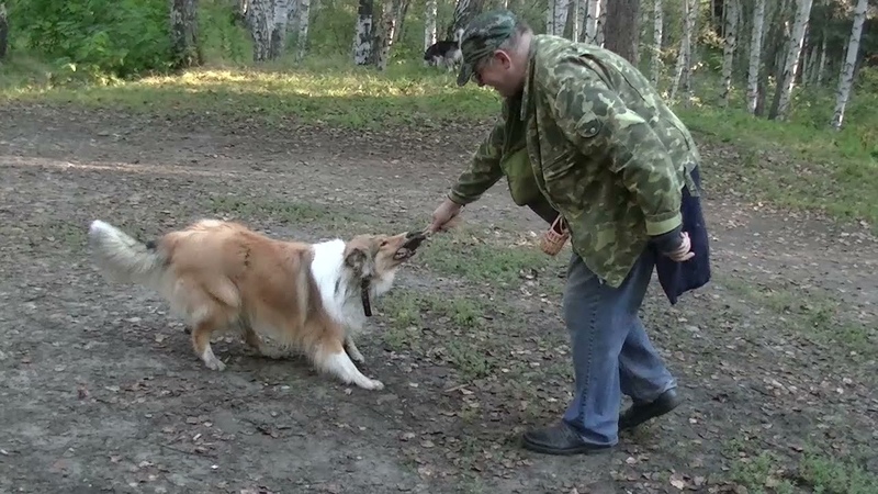колли ОШи Далсит Кисс Герлфренд подготовка к апортеровке