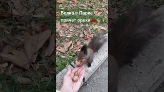 Белка в Парке Как она прячет орехи#таросчастливойсудьбы #белкавдикойприроде