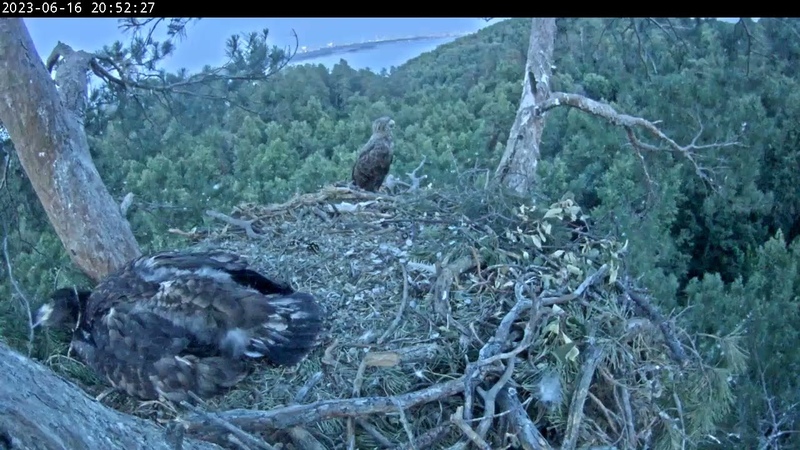 REPLAY ПОВТОР 16, 6, 23 3, 3 White Tailed Eagles Chulman Kama Орланы белохвосты