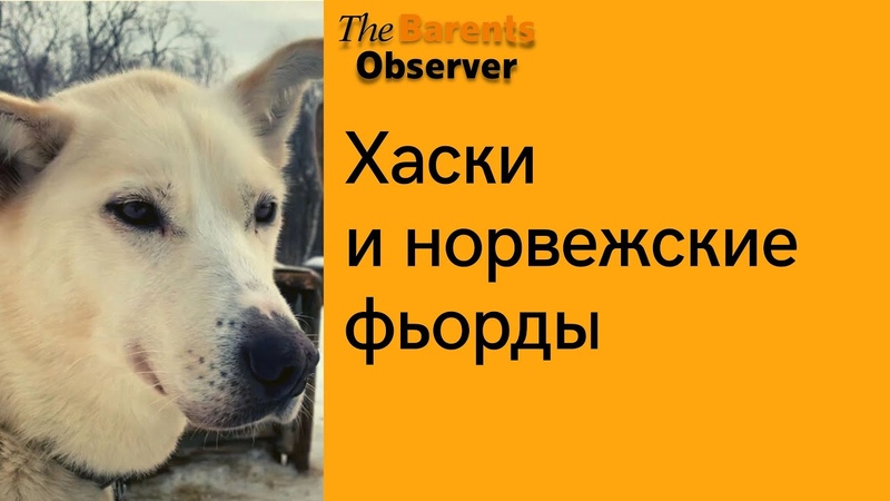 Хаски и норвежские