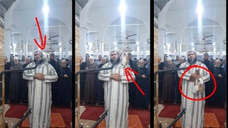 في حالة نادرة قطة تقفž