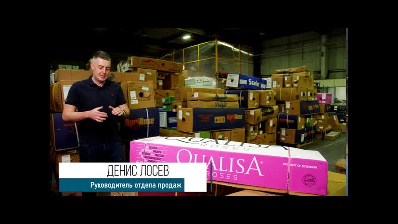GFG, ЦВЕТЫ ОПТОМ. Роза, сорт Proud плантация Qualisa Flowers