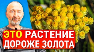 БЕССМЕРТНИК продлевает жизнь, восстанавливает печень, почки, желчный пузырь, работу ЖКТ и