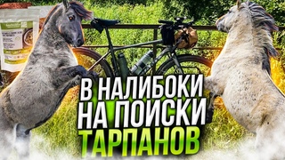 Велопокатушка в Налибоки на поиски тарпанов.