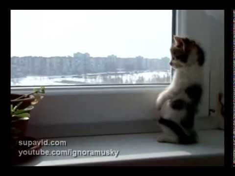 cute kitten looking out the window (котенок смотрит в