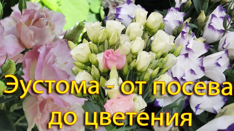 Эустома от посева до цветения. Шикарные живые букеты на