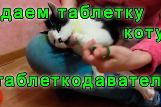 Как дать таблетку | Кот Еврик тестирует таблеткодаватель для животных: собак и кошек