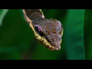 This caterpillar disguises itself as a snake to scare off predators