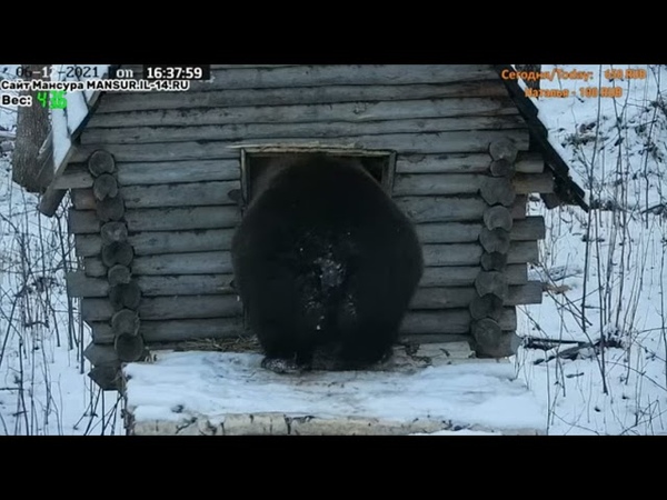 Мансур решил сам расширить вход в избу, попа туго проходит,