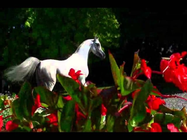 Superb Arabian horses Tribute As Never
