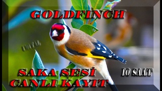 Saka Sesi -Huylandrma ve Eitim Sesi - Canl Grnt-Temiz Ses