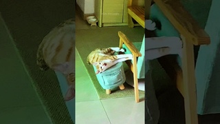 funny cats  episode 330 #shorts