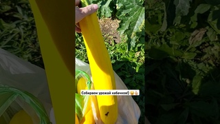Собираем урожай кабачков #shorts #shortsvideo #рекомендации #россия #сибирь #лето #кабачки