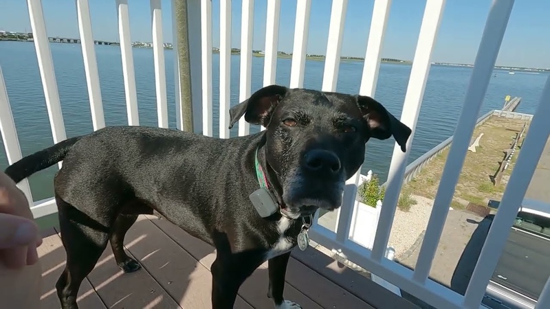 361: Ham Radio: My first Parks On The Air ( POTA) activation At Barnegat Light, POTA K