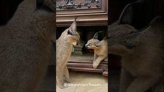 Floppa Marx Met Clara & Rosa for the First Time : Caracal #shorts