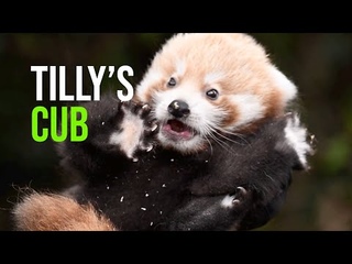 Little Red Meets The Vet In First Health Check
