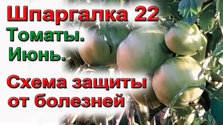 ШПАРГАЛКА 22. Томаты. Болезни. Схема обработки.