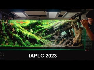 Vong Lp | IAPLC 2023 Rank 143 | Setup h thy sinh IAPLC 2023 | Aquascaping | #IAPLC #IAPLC2023