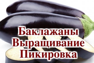 БАКЛАЖАНЫ. ВЫРАЩИВАНИЕ. ПИКИРОВКА