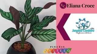 Como fazer Maranta riscada