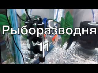 Рыборазводня в гараже, часть 11: мальки гурами, скалярии, раки, семена из Китая