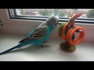 Жора и банда кролика Питера (болтливый волнистик) / Meeting with Peter Rabbit (A chatty budgie)