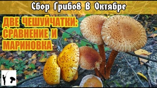 Чешуйчатка золотистая и Чешуйчатка обыкновенная, внешний вид. Мариновка и вкус Чешуйчатки