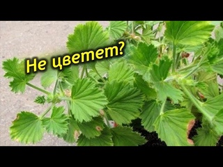 Почему не цветет королевская пеларгония и что с этим делать?