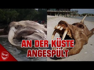 Die 5 gruseligsten Kreaturen, die an die Kste gesplt wurden!