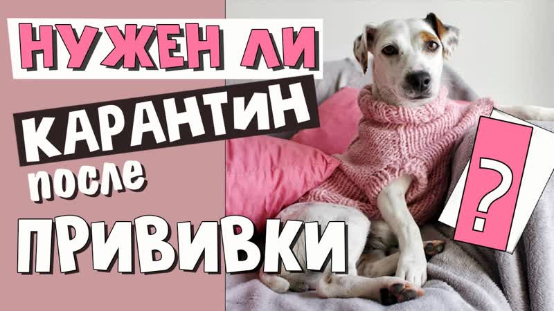 СОБАКА ПОСЛЕ ПРИВИВКИ. Можно ли ГУЛЯТЬ и МЫТЬ собаку. Что