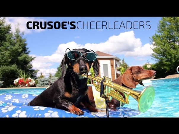 Crusoes Cheerleaders Dachshund Pool Party Music