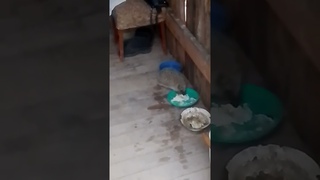 Ёжик пришёл в гости.