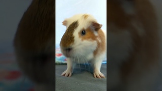 Chip is hungry