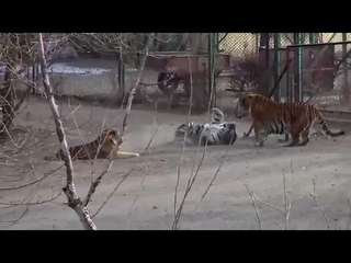 Амурский тигр зашёл к бенгальским. Вожак стаи бенгальских буквально обосрался.