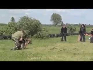 Проверка на вшивость. Дрессировка собак на прикладную защиту.