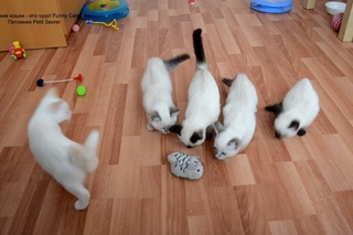Как тайские котята воевали с игрушечной кошкой! Тайские кошки   это чудо! Funny Cats