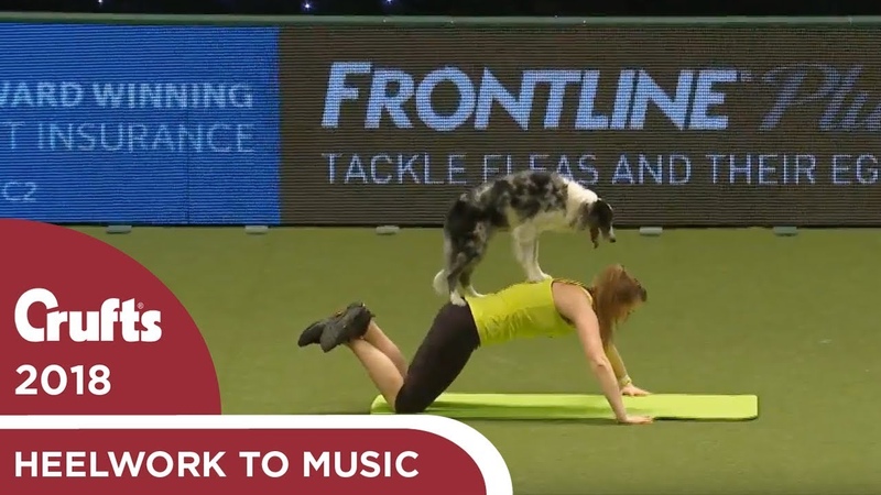 Dog gets a workout during Heelwork to Music, Crufts
