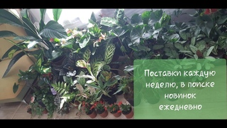 Обзор поступления комнатных растений от 19апреля 2021г
