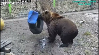 12:38  Наш морж  Мансур открыл  купальный сезон, кроша ледяное одеяло