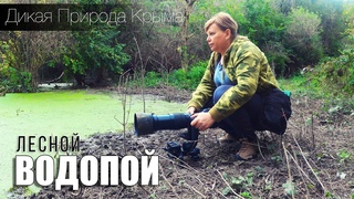ЛЕСНОЙ ВОДОПОЙ / Один день из жизни фотꝎхотника..