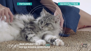 Purina ONE. Кормите правильно