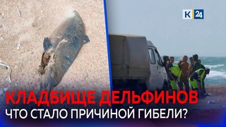 40 погибших дельфинов нашли на берегу Анапы