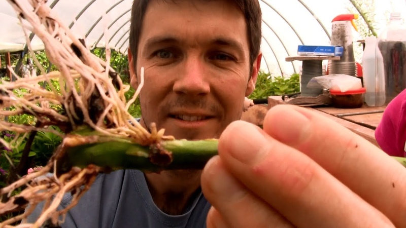 How to Grow Roses From Cuttings Fast and Easy, Rooting Rose Cuttings with a 2 Liter Soda