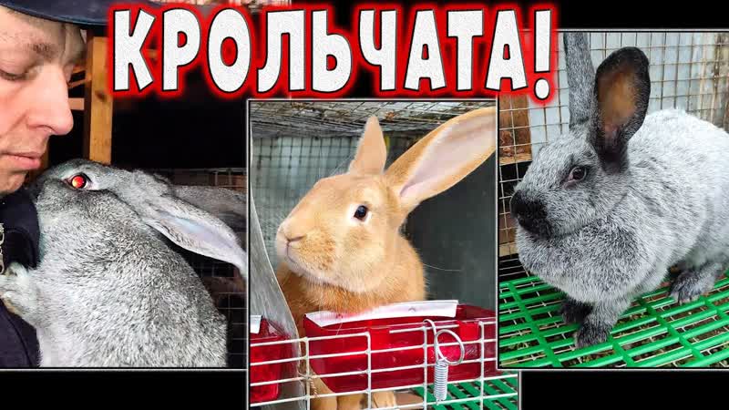 Что и требовалось доказать Бугаюшечка и Сильва