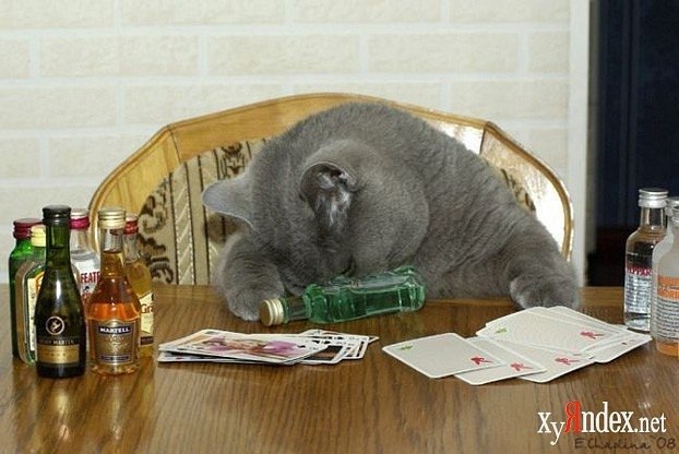 Денис Коломиец | Санкт-Петербург